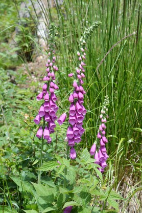 DSC_2263.jpg